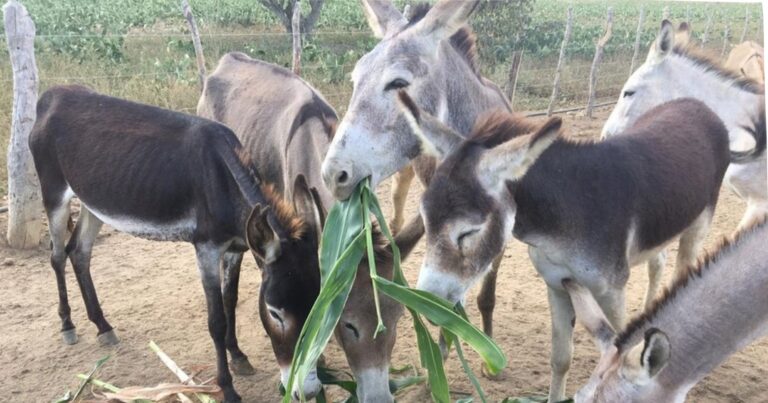 bahia-lidera-abate-de-jumentos-e-especie-caminha-para-extincao-no-brasil-com-94%-da-populacao-abatida