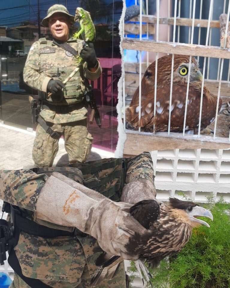 policia-ambiental-resgata-25-animais-silvestres-durante-sao-joao-na-rms