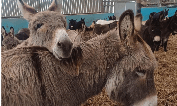 seis-milhoes-de-burros-sao-sacrificados-para-fazer-suplemento-alimentar-na-china