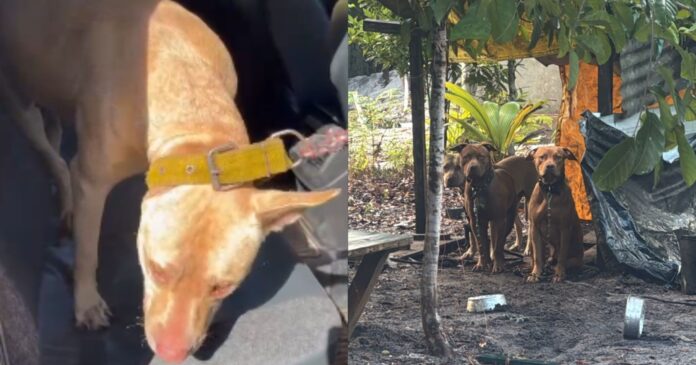 video:-policial-resgata-cao-no-sul-da-bahia-apos-ataque-e-revela-maus-tratos-do-dono