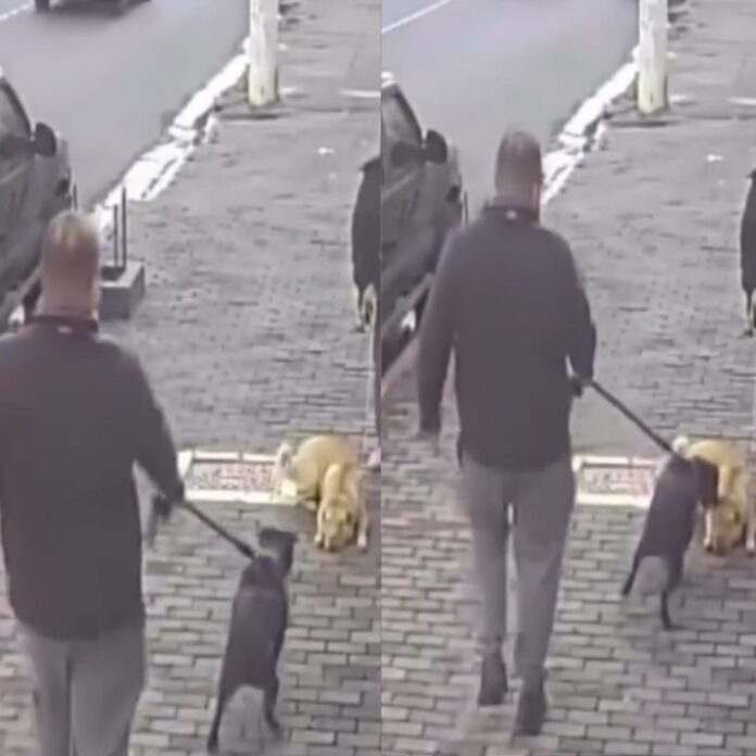 pitbull-ataca-cadela-que-descansava-durante-passeio;-video