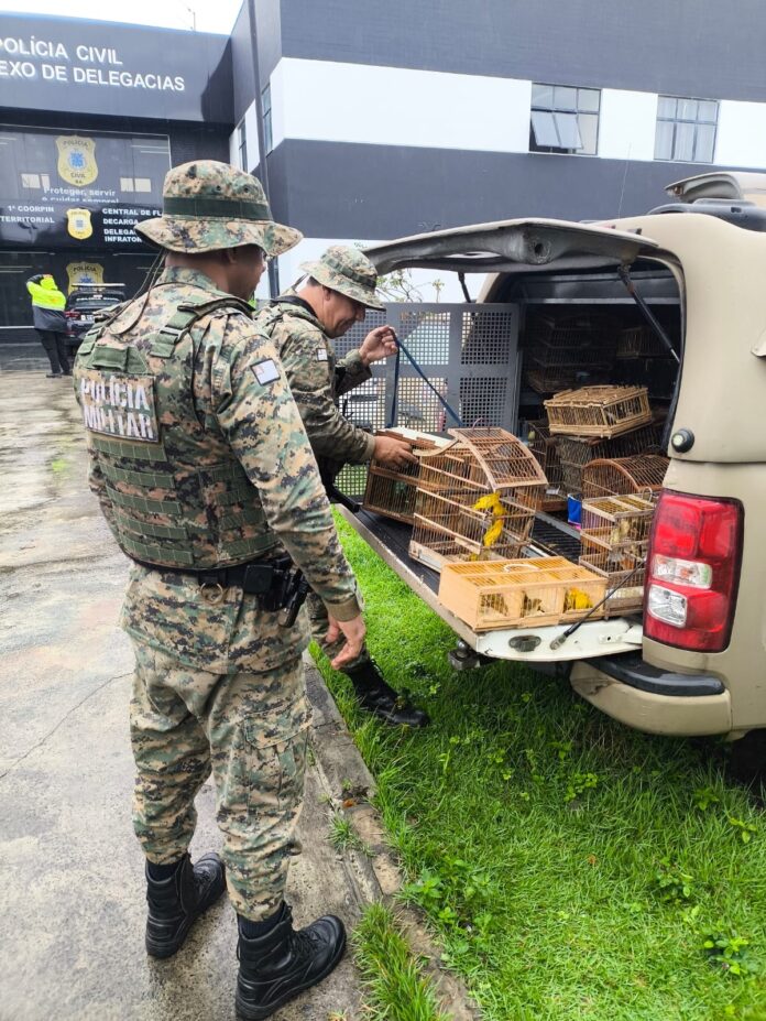 policia-resgata-150-aves-silvestres-mantidas-em-cativeiro-ilegal-em-feira-de-santana