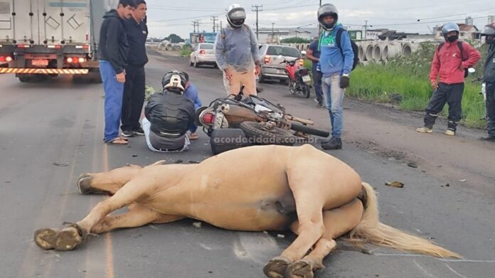 motociclista-fica-ferido-apos-colisao-com-cavalo-em-anel-de-contorno-de-feira;-animal-nao-resistiu