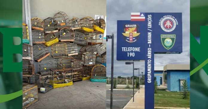 policia-resgata-54-aves-silvestres-em-situacao-de-maus-tratos-no-oeste-baiano