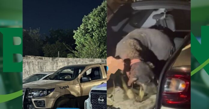 idoso-e-preso-em-flagrante-por-agredir-caes-com-pedaco-de-madeira-no-oeste-baiano