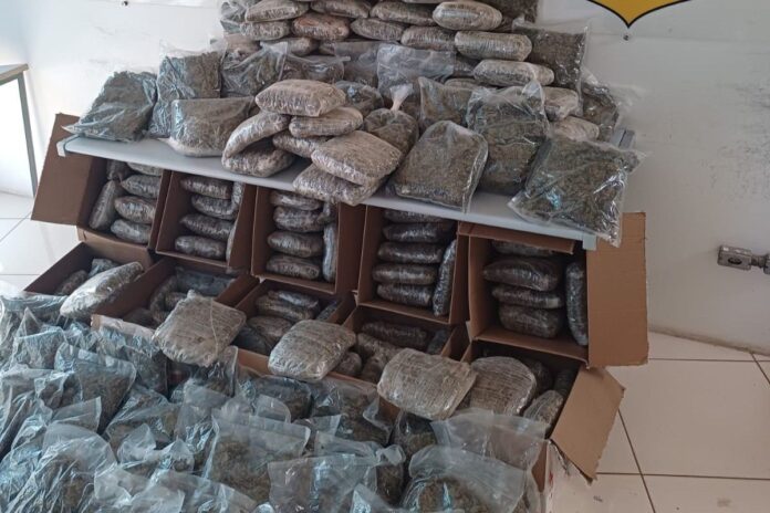 recorde-no-ano:-prf-apreende-140-kg-de-skunk-em-sp.-video