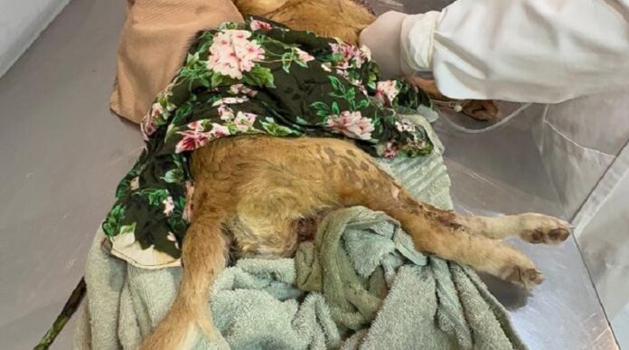 casal-e-preso-por-maus-tratos-a-cadela-em-teixeira-de-freitas;-animal-morre-na-clinica