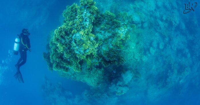 estudo-identifica-zonas-ameacadas-e-sem-protecao-em-abrolhos;-regulacao-pode-colocar-brasil-no-topo-da-meta-30×30