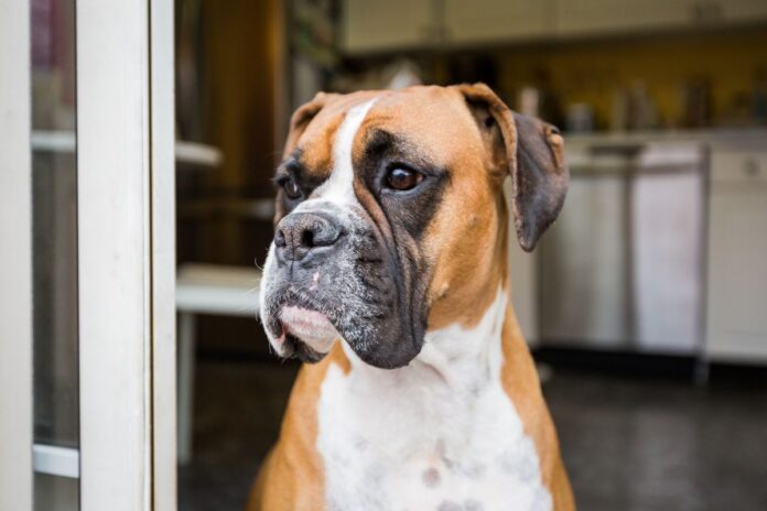 justica-nega-pensao-alimenticia-para-cachorra-apos-divorcio