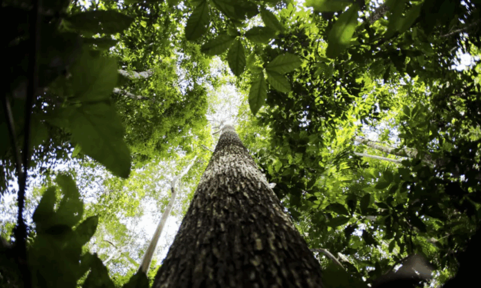 cna-defende-que-licenciamento-ambiental-moderniza,-desburocratiza-o-pais-e-evita-perda-de-competitividade