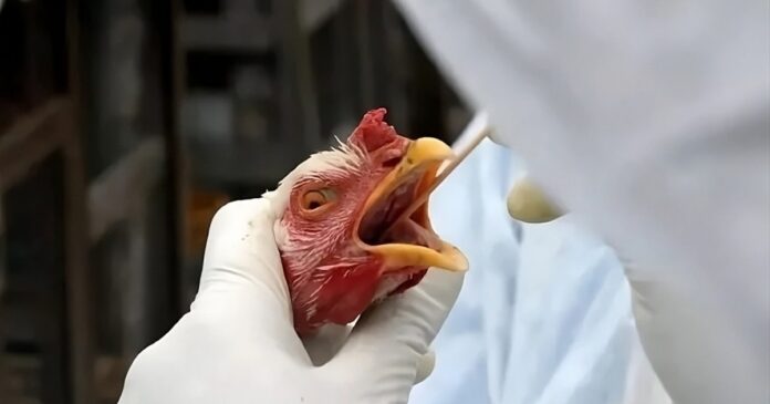 ceara-registra-1o-caso-de-gripe-aviaria-com-foco-em-aves-domesticas