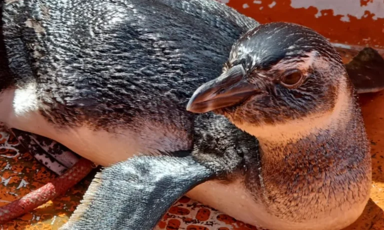 pinguim-e-resgatado-na-marina-de-aratu,-em-simoes-filho