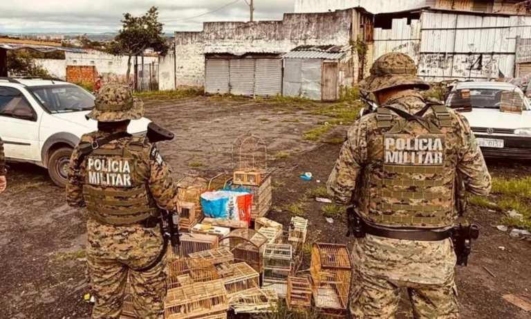 policia-resgata-mais-de-200-aves-silvestres-em-feira-de-santana