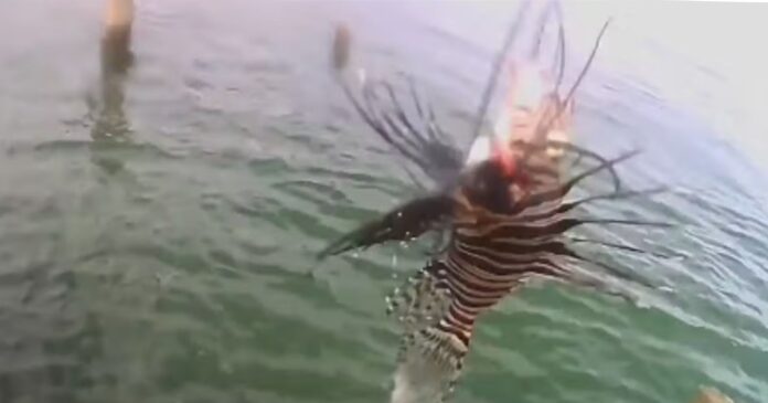 peixe-leao-venenoso-de-18-espinhos-chega-a-costa-baiana-em-taipu-de-dentro-e-acende-alerta-ambiental;-entenda