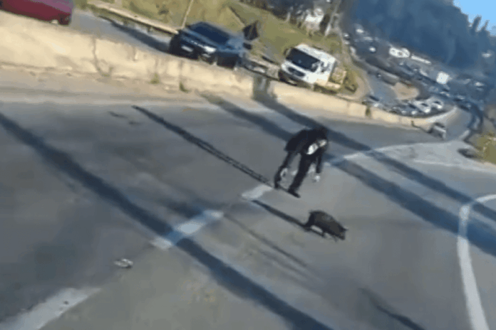 video:-porco-invade-rodovia,-“dribla”-populares-e-para-transito-em-sp