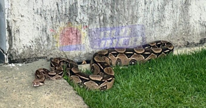 cobras-sao-encontradas-no-final-de-linha-de-plataforma