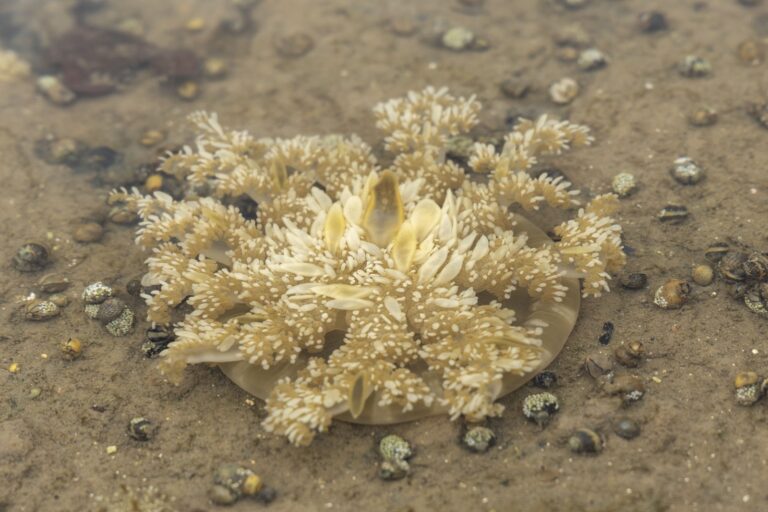 acao-remove-mais-de-uma-tonelada-de-aguas-vivas-invasoras-na-baia-de-todos-os-santos