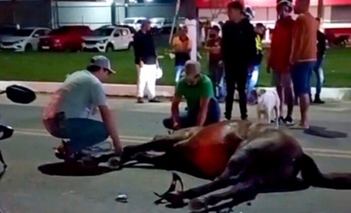 jovem-que-pilotava-moto-morre-apos-bater-em-cavalo-na-br-367;-mulher-na-garupa-se-fere