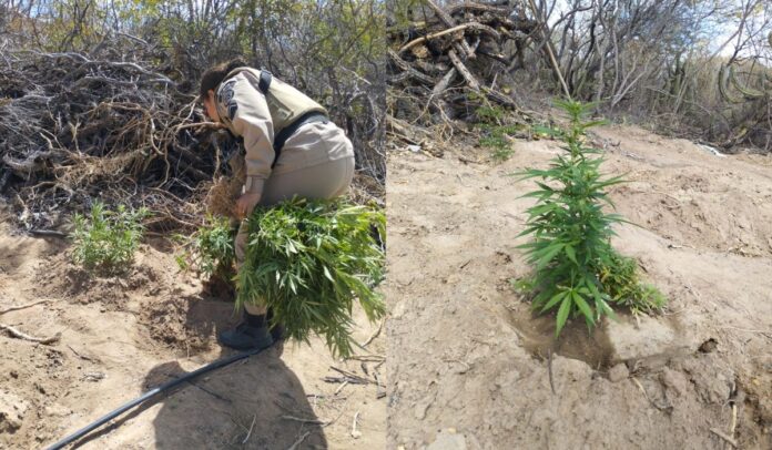 policiais-militares-apreendem-11-mil-pes-de-maconha-e-detem-suspeito-em-jaguarari