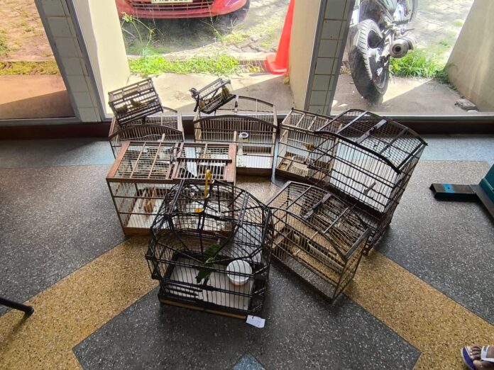 pm-resgata-18-aves-silvestres-durante-operacao-de-combate-ao-comercio-ilegal-em-salvador