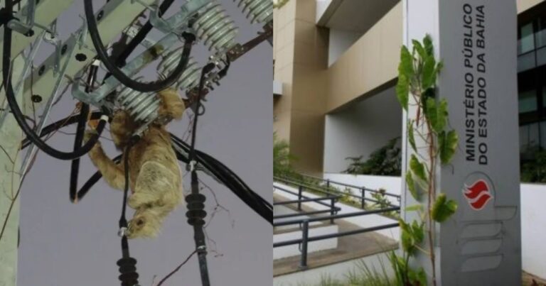 mp-ba-pede-urgencia-a-coelba-para-proteger-preguicas-de-coleira-na-regiao-da-praia-do-forte