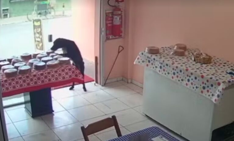 video:-cachorro-“furta”-bolo-em-doceria-de-itabuna-e-video-viraliza-nas-redes-sociais