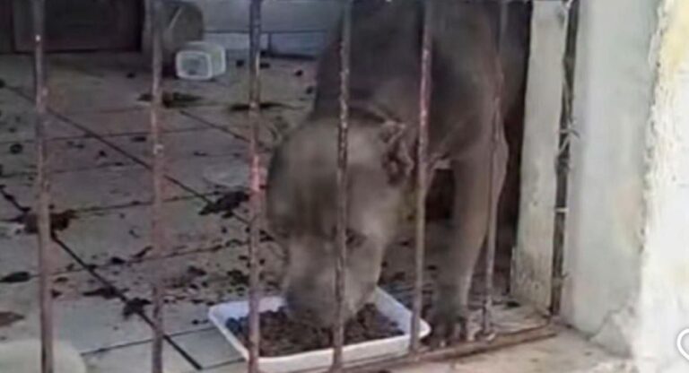 caes-vitimas-de-maus-tratos-sao-resgatados-em-feira;-tutor-sera-investigado