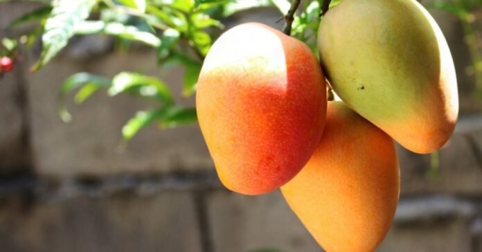 manga-fica-de-fora-de-lista-de-excecoes-do-tarifaco-de-trump;-fruta-e-o-principal-produto-exportado-pela-bahia-aos-eua