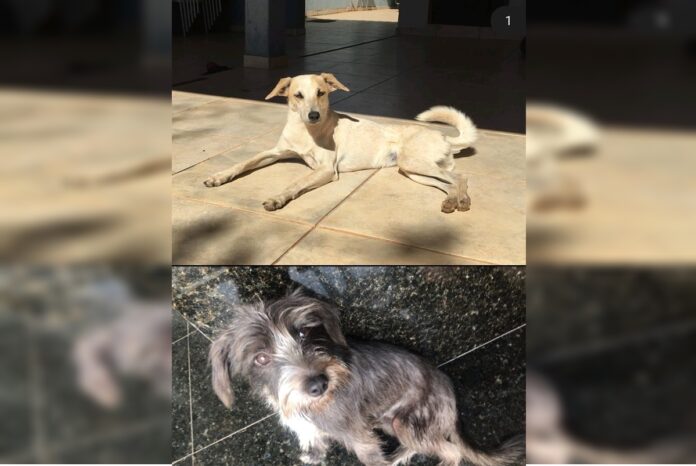 homem-abandona-cadelas-na-rua-e-mente-para-a-ex-dizendo-que-doou-pets
