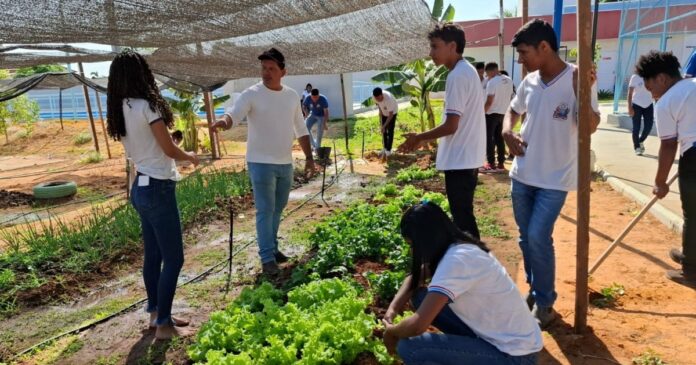 estudantes-baianos-cultivam-horta-ecologica-e-fortalecem-aprendizado-pratico-em-bom-jesus-da-lapa