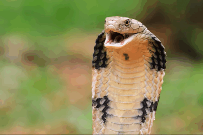 bebe-de-um-ano-mata-cobra-a-mordidas-na-india-apos-reptil-se-enrolar-em-suas-maos