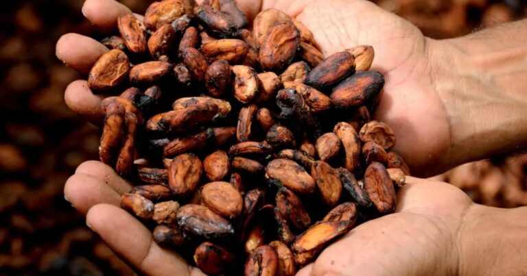 o-cacau-vai-cair?-tarifaco-de-trump-deve-afetar-exportacoes-baianas-de-derivados-de-produto
