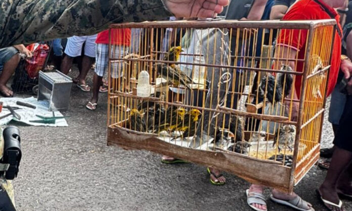 homens-sao-detidos-com-aves-silvestres-em-comercio-ilegal-na-bahia