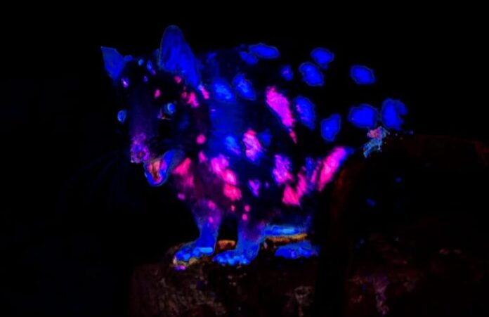 marsupial-‘fluorescente’-e-flagrado-em-floresta-na-tasmania