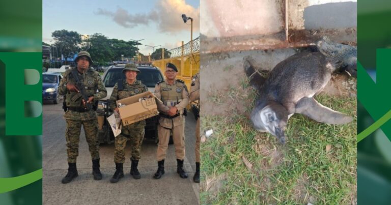 policia-ambiental-resgata-pinguim-apos-ser-encontrado-por-casal-em-praia-da-ilha-de-itaparica