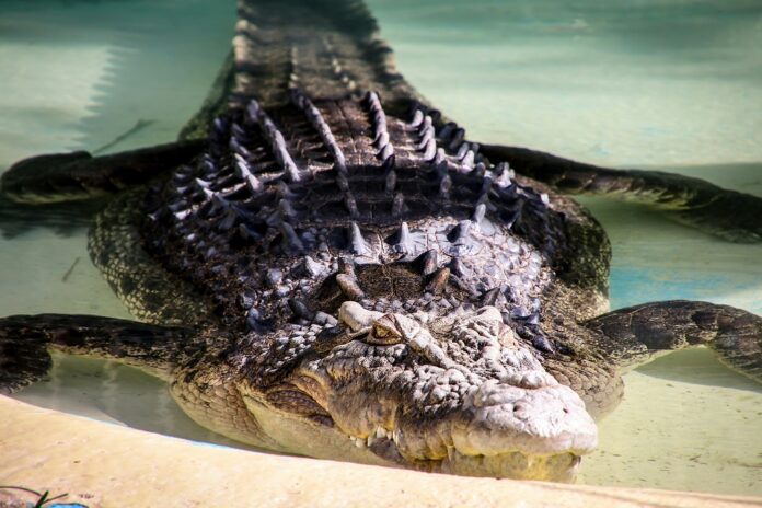 israel-sacrifica-mais-de-200-crocodilos-em-fazenda-na-cisjordania-ocupada
