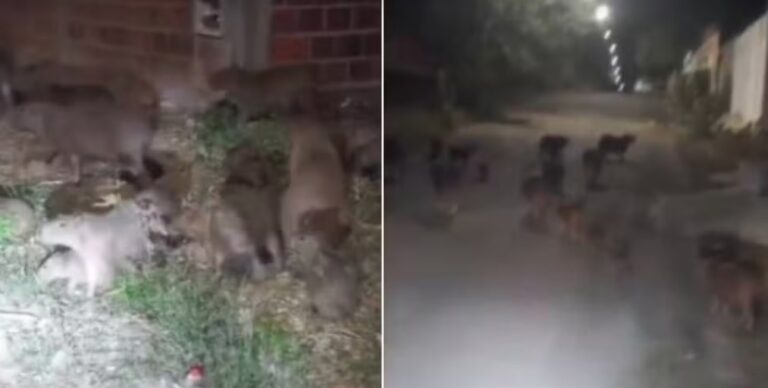 mais-de-20-capivaras-sao-vistas-por-ruas-de-cidade-baiana;-“visitas”-tem-se-tornado-frequentes