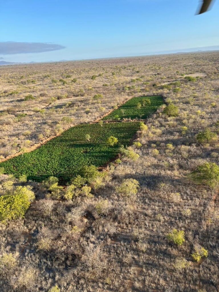 operacao-descobre-200-mil-pes-de-maconha-no-norte-baiano