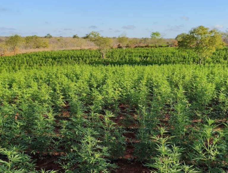 operacao-conjunta-erradica-200-mil-pes-de-maconha-e-prende-tres-suspeitos-na-bahia