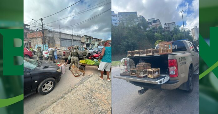 aves-silvestres-sao-resgatadas-pela-pm-na-baixa-do-fiscal,-em-salvador