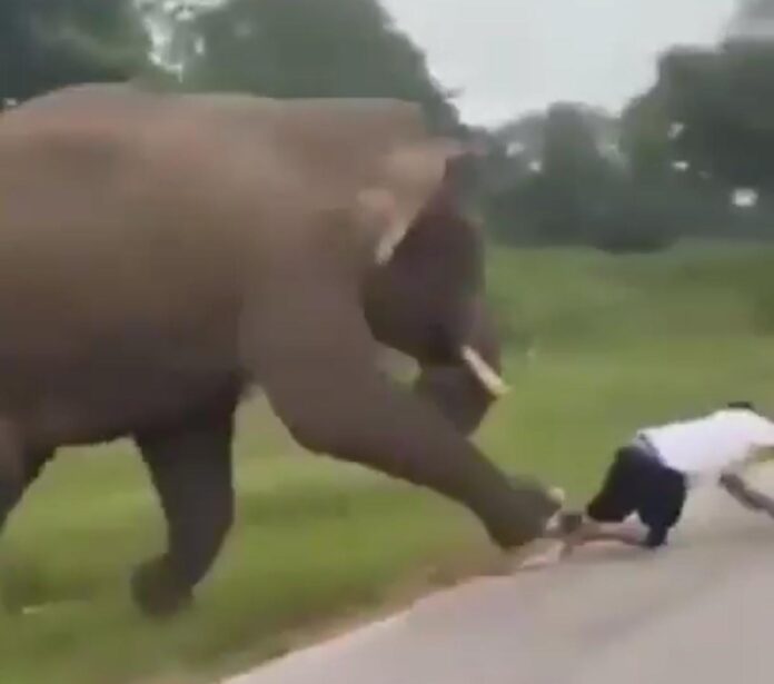 turista-tenta-tirar-selfie-com-elefante-e-pisoteado-pelo-animal