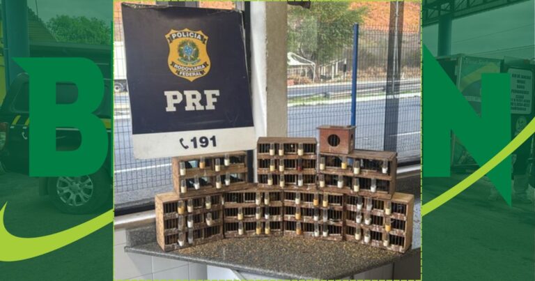 video:-prf-resgata-76-passaros-silvestres-da-especie-azulao-em-condicoes-de-maus-tratos