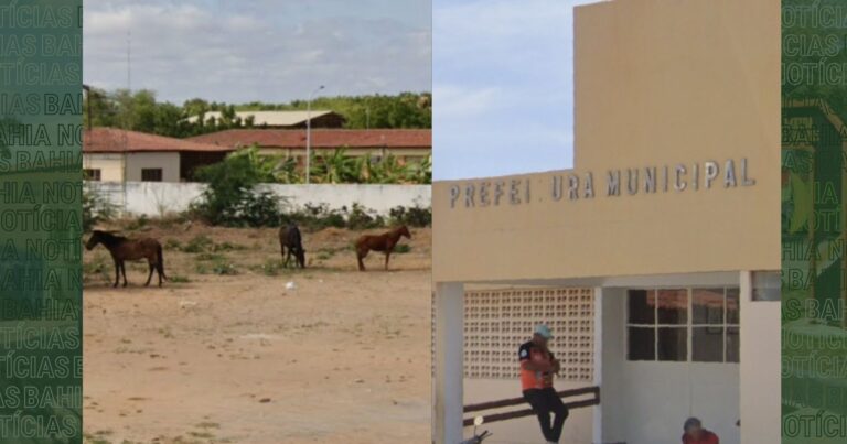 prefeitura-podera-tomar,-abater-e-apreender-animais-soltos-nas-ruas-e-doar-carne-a-escolas-municipais-no-interior-baiano