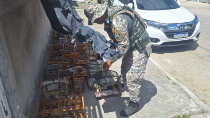 operacao-apreende-66-animais-silvestres-e-expoe-criacao-ilegal-em-salvador