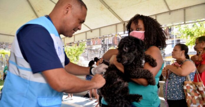 salvador-inicia-campanha-de-vacinacao-antirrabica-animal-com-imunizacao-em-91-postos-da-cidade