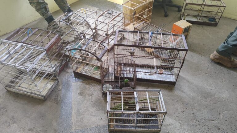 policia-apreende-mais-de-30-aves-silvestres-em-feira-livre-de-dias-d’avila