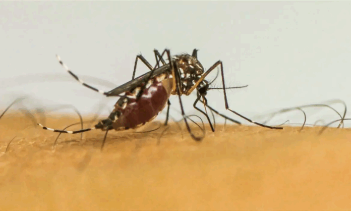 europa-registra-recorde-de-surtos-de-doencas-transmitidas-por-mosquitos