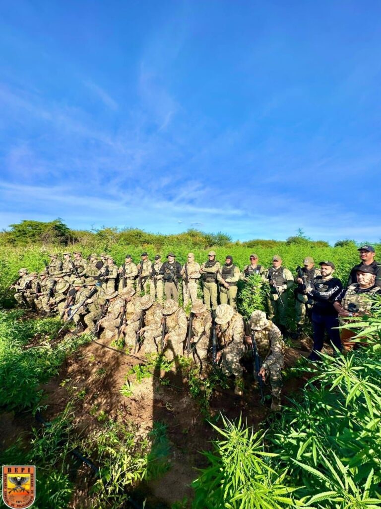 acoes-erradicam-1-milhao-de-pes-de-maconha-em-7-meses-na-bahia-e-superam-total-de-2024,-diz-ssp-ba