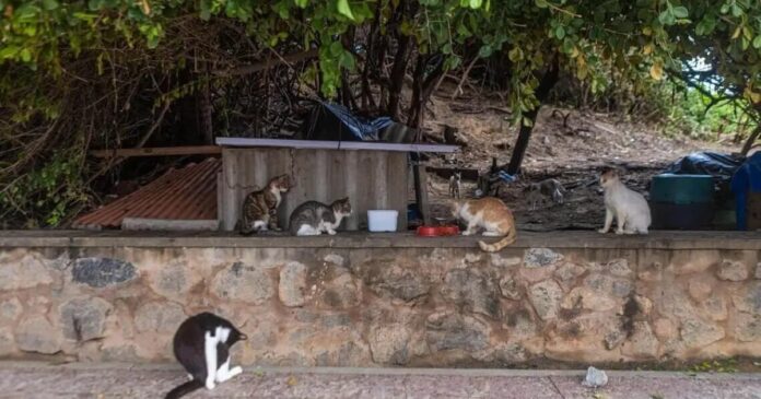 prefeitura-credencia-novas-oscs-para-resgate-e-abrigos-de-animais-em-salvador;-saiba-mais