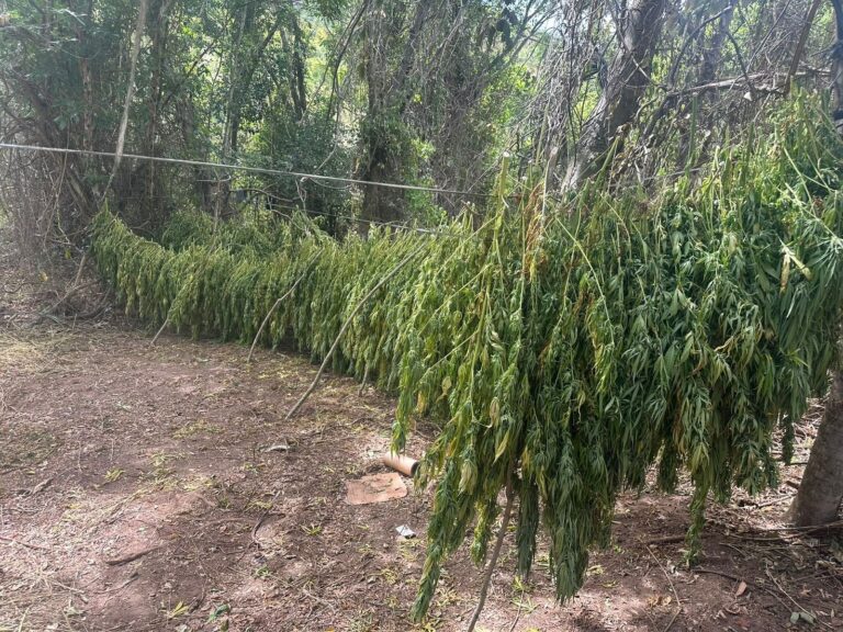 advogado-de-71-anos-e-preso-em-salvador-apos-ser-apontado-como-proprietario-de-fazenda-usada-para-cultivo-de-maconha